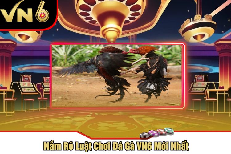 Nắm Rõ Luật Chơi Đá Gà VN6 Mới Nhất